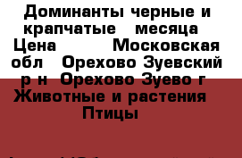 Доминанты черные и крапчатые 3 месяца › Цена ­ 400 - Московская обл., Орехово-Зуевский р-н, Орехово-Зуево г. Животные и растения » Птицы   